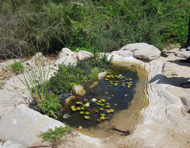 בריכות אקולוגית עריית אשדוד