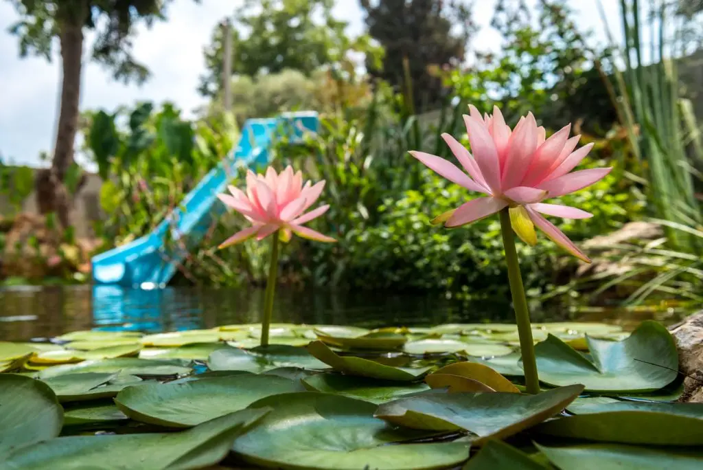 בריכה טבעית - אקולוגית